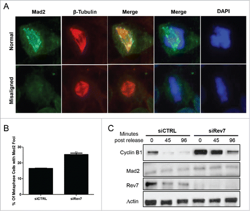 Figure 5. Rev7 depletion induces Mad2 focus formation and Cyclin B1 accumulation in HeLa cells. (A) Representative images of Mad2- and β-tubulin-immunostained cells showing a normal metaphase cell with no Mad2 foci (left panel) and a misaligned metaphase cell with Mad2 foci and an abnormal spindle (right panel). (B) Quantitative analysis of metaphase cells positive for Mad2 foci 72 hrs after siRev7 treatment. (C) Western blots showing increased levels of Cyclin B1 after Rev7 depletion at 0 hr post-release from RO-3306 block and delayed degradation at 45 and 96 minutes post-release when compared to siCTRL treated cells. Mad2 levels remained unchanged. Actin was used as an internal control. Error bars represent standard deviation from 3 experiments. **p < 0.005 vs. siCTRL.