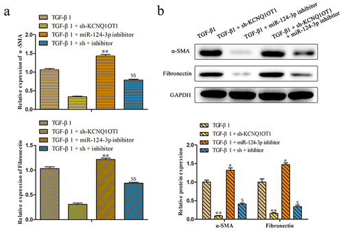 Figure 7. KCNQ1OT1 regulated renal fibrosis-associated markers through suppression of miR-124-3p expression. (a, b) qRT-PCR and western blot assays were applied to analyzed the mRNA and protein expression levels of α-SMA and Fibronectins. All results were presented as mean ± SD from at least three independent experiments. *P < 0.01, **P < 0.01 vs. TGF-β1. $P < 0.05, $$P < 0.01 vs. TGF-β1 + sh-KCNQ1OT1.