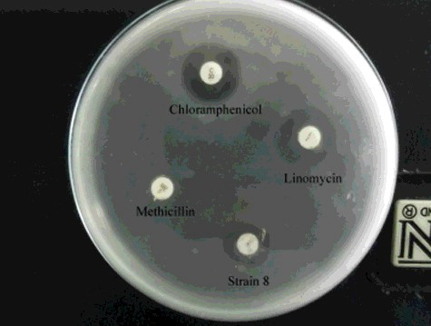 Figure 5. Effect of S. parvus' (strain 8) crude extract against A. hydrophila in comparison with some standard commercial antibiotic discs.
