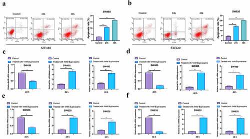 Figure 3. Bupivacaine Promoted CRC Cell Apoptosis