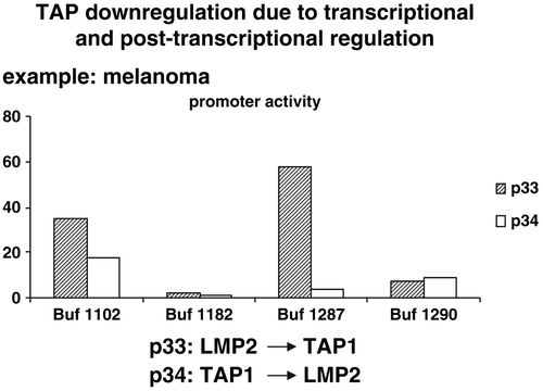 Figure 8.  Transcriptional and posttranscriptional regulation of the TAP1/LMP2 promoter activity in distinct melanoma cells. The dual TAP1/LMP2 promoter was transfected into different melanoma cell lines and the promoter activity was determined demonstrating a heterogeneous promoter activity in the cell lines tested and often an unexpected discordant regulation of the TAP1 and LMP2 promoter activity.