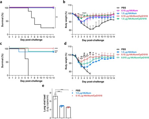 Figure 4. Protective efficacy of the Alum-adjuvanted H7N9 vaccine with or without CpG against H7N9 challenge. BALB/c mice (n = 8 for each group) were intramuscularly immunized twice with PBS or adjuvanted H7N9 WV vaccines. Four weeks after the final immunization, mice were intranasally challenged with (a, b) 2-fold MLD50 or (c, d) 10-fold MLD50 of CBER-RG7D H7N9 virus. (a, c) Survival rate was monitored daily after H7N9 challenge. Significant differences between the PBS group and the other groups were calculated using the log-rank test, **p < 0.01, ***p < 0.001. (b, d) Body weight change (%) of the mice was monitored daily after H7N9 challenge as an indicator of disease progression. Only surviving mice are shown in body weight results that are presented as the mean ± SD. Differences between vaccinated groups in panel b were calculated with two-way ANOVA with Sidak’s posttest. However, significant differences (on day 3 to day 9 postinfection) in panel d were calculated using Student’s t test due to missing data resulting from death. * indicates comparisons between the 1.5 μg HA with Alum and 0.15 μg HA with Alum/CpG groups. # indicates comparisons between the 0.15 and 0.015 μg HA groups with Alum/CpG. @ indicates comparisons between the 1.5 μg HA with Alum and 0.015 μg HA with Alum/CpG groups. */#/@P < 0.05, **/##P < 0.01, ***P < 0.001, ****P < 0.0001. (e) Viral RNA loads (n = 6 for each group) in the lungs of H7N9-infected mice at day 3 postchallenge were quantified by RT-qPCR. Data are presented as the mean ± SD. Differences between groups were calculated using one-way ANOVA with Tukey’s posttest. ****P < 0.0001.