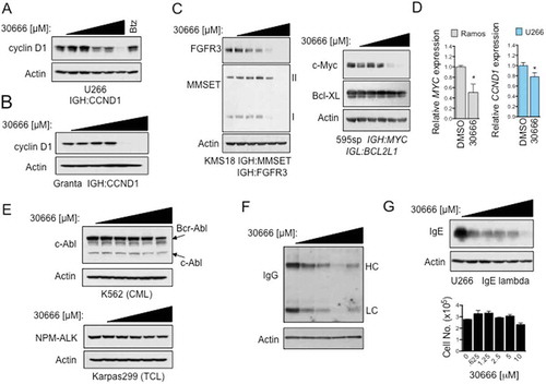 Figure 2. Lead compound 30666 represses the expression of IgH translocation induced oncogenes.(A) U266 MM cells harboring the t(11;14) IgH translocation, which results in the overexpression of the CCND1 oncogene, were treated with a dose range (0, 0.32, 0.63, 1.25, 2.5, 5.0 μM) of 30666. Western blots are shown. The MM standard of care agent, Btz (5 nM), was included for comparison.(B) t(11;14) positive Granta519 MCL cells were treated as in (A). Western blots are shown.(C) [Left panel] KMS18 MM cells, which harbor the t(4;14) reciprocal translocation resulting in the up-regulation of FGFR3 and MMSET oncogenes, were treated as in (A) and (B). Western blots are shown.[Right panel] 595sp mouse MM cells, which overexpress MYC and BCL2L1 due to gene rearrangements with the mouse IGH and IGL genes, respectively, were treated with a dose range of 30666 as in (A). Western blots are shown.(D) Ramos cells, which overexpress MYC due to the t(8;14) IgH translocation, were treated with 30666 (3 μM) for 24 hours. MYC mRNA was quantified relative to GAPDH by qPCR (*P < 0.05). U266 MM cells were also treated with 30666 (3μM) for 24 hours and CCND1 mRNA levels measured by qPCR (*P < 0.05).(E) [Top panel] K562 chronic myelogenous leukemia (CML) cells, which express the BCR-Abl oncogene due to the presence of the Philadelphia chromosome, were treated with increasing concentrations of 30666 for 24 hours. Western blots are shown.[Bottom panel] Karpas 299 cells, a t(2;5)-positive anaplastic T cell lymphoma cell line that expresses a fusion NPM-ALK gene, were treated with increasing concentrations of 30666 for 24 hours. Western blots are shown.(F) IgG secreting SA13 human hybridoma cells were treated with a dose range of 3066 (0, 1.25, 2.5, 5.0, 10 μM) for 24 hours. Western blots are shown at left (HC: Ig heavy chain; LC: Ig light chain).(G) IgE secreting U266 MM cells were treated as in (E). Western blots (left) and viable cell counts (right) are shown.