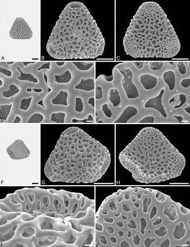 Figure 4. Light microscopy (LM) (A) and scanning electron microscopy (SEM) (B–E) micrographs of Sclerosperma protomannii sp. nov. (paratype: IPUW 7513/224). A. Pollen grain in polar view (optical cross-section). B. Pollen grain in polar view, distal side. C. Pollen grain in polar view, proximal side. D. Close-up of central polar area, distal side. E. Close-up of interapertural area, proximal side. LM (F) and SEM (G–J) micrographs of S. protomannii sp. nov. (paratype: IPUW 7513/225). F. Pollen grain in polar view (high focus). G. Pollen grain in polar view, distal side. H. Pollen grain in polar view, proximal side. I. Close-up of apex with aperture, distal side. J. Close-up of apex, proximal side. Scale bars – 10 µm (A–C, F–H), 1 µm (D, E, I, J).