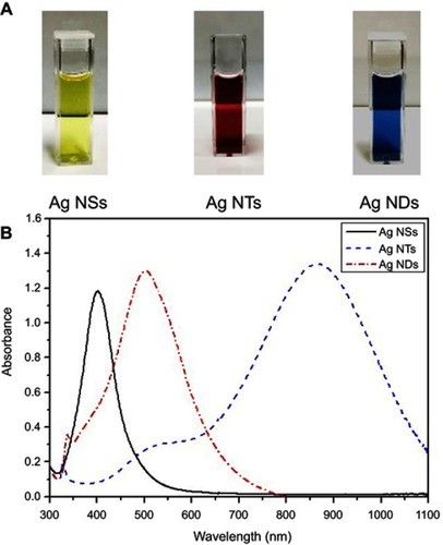 Figure 2 (A) Solution color and (B) UV-VIR-NIR spectra of Ag NPs with different shapes.Abbreviations: Ag NPs, silver nanoparticles; Ag NDs, disk shape; Ag NSs, sphere shape; Ag NTs, triangular plate shape.