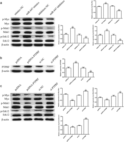 Figure 4. Effects of miR-647 or PTPRF on Erk signaling pathway in HCV-huh7.5 cells. (a). The effects of miR-647 expression on Erk pathway was determined by Western blot in HCV-huh7.5 cells. (b). The expression of PTPRF protein was detected by Western blot. (c). The effects of PTPRF expression on Erk pathway were determined by Western blot in HCV-huh7.5 cells. All the data above are expressed as the mean ± S.D of three independent experiments. *P < 0.05, **P < 0.01, ***P < 0.001.