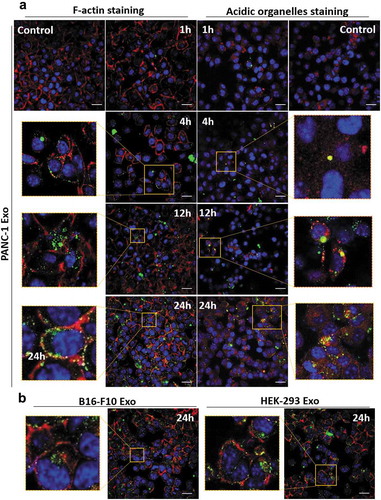 Figure 5. Spatial distribution analysis of Exo in PANC-1 cells by confocal laser scanning microscopy (CLSM). PANC-1 cells were seeded at 30 K per well in a 24-well plate overnight. Cells were then fixed, nuclei were counter-stained with DAPI (blue), F-actin were stained with AF568 phalloidin (red). (a) PANC-1 cells incubated with AF488-labelled PANC-1 Exo (green) at 2.0 × 1010 particles per well for 1, 4, 12 and 24 h at 37°C. In a separate experiment, acidic organelles (e.g. lysosomes, late endosomes) were stained with LysoTracker Red DND-99 (577/590 nm) (red). (b) PANC-1 cells incubated with B16-F10 Exo (left) or HEK-293 Exo (right) at 2.0 × 1010 particles per well for 24 h at 37°C. Scale bar: 20 µm.