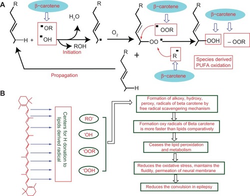 Figure 8 Mechanism of free radical formation of PUFA and possible mechanism of β-carotene bio-action. (A) Mechanism of free radical formation of PUFA. Free radicals are formed via donation of hydrogen to alkoxy or hydroxy free radical. Free radical of PUFA further forms peroxides. Possible site of β-carotene action as free radical scavenger. (B) Possible mechanism of β-carotene bio-action.Abbreviation: PUFA, polyunsaturated fatty acids.