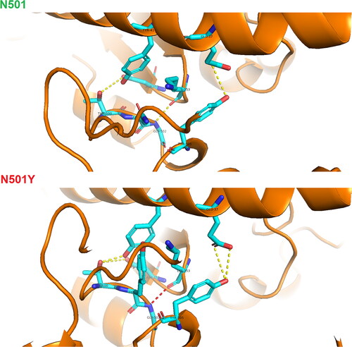 Figure 6. Visualization of hydrogen bonds between hACE2 and SARS-CoV-2 spike protein – N501 against N501Y heterodimer drawn in PyMol molecular graphics program.Note: red, high occupancy of a hydrogen bond; yellow, average occupancy of a hydrogen bond.