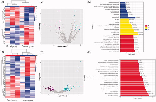 Figure 4. Distinct expression patterns of miRNAs and functional enrichment analyses Heatmap of significantly differentially expressed (DE) miRNAs between the Control group and the Model group (A), and between the Model group and the PSP group (B). Volcano plot of the expression profiles of DE miRNAs between the Control group and the Model group (C), and between the Model group and the PSP group (D). GO enrichment analysis of miRNAs altered by PSP treatment (E). The ordinate represents the GO term while the abscissa represents the − log10 (p-value). BP represents the biological process, CC represents the cellular component, and MF represents the molecular function. (F) KEGG enrichment analysis of miRNA altered by PSP: The ordinate represents the KEGG pathway while the abscissa represents the − log10(p value). PSP: Polygonatum sibiricum polysaccharide.
