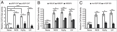 Figure 2. DNA damage induced E2F1 and E2F2 are transcriptionally active. (A) CAT activity of Neuro-2a cells transfected with pE2F-CAT or pΔE2F-CAT along with pCEFL-β-galactosidase, and harvested 24 h post-genotoxic treatment. (B and C) CAT activity of Neuro-2a cells transfected with pE2F-CAT, pCEFL-β-galactosidase and 1 μM of the indicated ODN, and harvested 24 h after DNA damage. In all cases, CAT activity was normalized to β-galactosidase activity. In (B and C), results are expressed relative to None-ASLUC or None-mut E2F DO conditions. Data represent the mean±S.E.M. of 3 independent experiments performed in triplicate. P-values were obtained using one-way ANOVA with Tukey's posttest in (A), one-way ANOVA with Dunnett's posttest in (B) and Student's t-test in (C): *P < 0.05, **P < 0.01, ***P < 0.001, n.s. not significant. DO, decoy oligodeoxynucleotide.