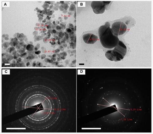 Figure 4 TEM images of (A) amine-MNPs and (B) MNPs-CMC-DOX. Scale bar = 20 nm. SAED patterns of (C) amine-MNPs and (D) MNPs-CMC-DOX. Scale bar = 51 nm.