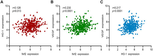 Figure 9 Correlation analysis between the gene expression of Nrf2, HO-1, and VEGF in patients with GC from TCGA cohort. (A) Correlation analysis between Nrf2 and HO-1. (B) Correlation analysis between Nrf2 and VEGF. (C) Correlation analysis between HO-1 and VEGF.