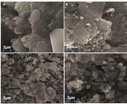 Figure 5 Scanning electron microscopy of (A) epalrestat, (B) sulfobutyl ether7 β-cyclodextrin, (C) prepared complex (IC), (D) prepared nanoparticles (NPs) at 2 μm.