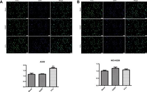 Figure 3 The effect of 5-Fu and CDDP on OCT3/4 expression in A549 and NCI-H226 cells. (A and B) The expression of OCT3/4 (+) cells in A549 and NCI-H226 cells by immunofluorescence analysis, respectively. **P<0.01 vs Blank group.