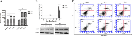 Fig. 1 CA16 infections increased permeability of monolayer HUVECs.a Permeability of monolayer HUVECs was detected by a paracellular FITC-dextran flux assay. Significant differences among these groups are indicated by *P < 0.05. b Detection of the expression of MMP9 induced by CA16 infection using ELISA and WB. c CA16 infections does not induced HUVECs apoptosis, including early apoptotic and late apoptotic