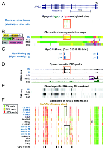 Figure 3. Myogenesis-associated hypomethylation and chromatin epigenetic marks in JAG2 intron 5. (A) Myogenic hypomethylated CpG sites (green, 2 Mb -and-Mt sites and 10 muscle sites) and the absence of hypermethylated sites (red) in JAG2 intron 5. (B) The predicted type of chromatin is shown as in Figure 1B, with the addition of designations for polycomb-type H3K27 trimethylation (PcG), which is usually repressive, and poised promoter (poised prom), which usually contains both H3K27me3 and H3K4me3.Citation57 (C) MyoD binding from C2C12 ChIP-seqCitation29 and identification of orthologous human sequences. The relative binding strength is indicated. Sites shown in blue in this and subsequent figures overlapped variants of the MyoD consensus sequence (CAGCTG, V$MYOD_01, V$MYOD_Q6, or E47 sites from http://genome.ucsc.edu, Conserved TFBS). (D) DNase-seq. (E) RNA-seq data for the minus-strand (http://genome.ucsc.edu; vertical viewing range, 1-to-200). In this region, no specific signal was seen for the plus-strand nor for <200 nt RNA-seq (http://genome.ucsc.edu). (F) Examples of RRBS data tracks as in Figure 1. Orange boxes, overlapping epigenetic features in panels a, b, and c. The chr14:105,601,999–105,638,022 region is shown.