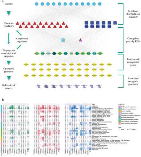 Figure 5. A hierarchical model associated with cancer hallmarks. (a) A hierarchical model considering cancer hallmarks to comprehend the functions of common regulators in cancer prognosis. (b) Heatmaps containing the number of target genes (under the control of common regulators), common TFs and common miRNAs that link to cancer hallmarks across cancer types.