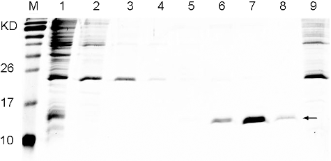 Figure 3. Purification of the recombinant His6-tagged TNF30. Lane M: protein maker (Protein Pre-stained Marker, Thermos); Lane1: supernatant of the recombinant cell lysate; Lane 2: flow-through; Lanes 3–8: gradient elution with imidazole at concentration of 20, 40, 70, 130, 250 and 500 mmol/L, respectively; Lane9: cell lysate supernatant of E. coli Rosetta (DE3) harbouring a pET28a empty plasmid.
