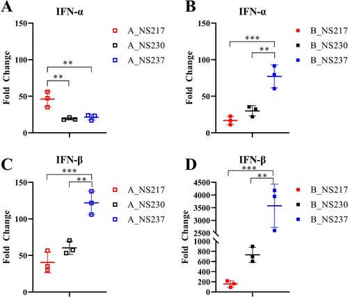 Figure 3: The impact of NS1 C-terminus variations on interferon induction in human cells infected with H5N8 clade 2.3.4.4 viruses. The relative expression of IFN-α (A, B) and IFN-β (C, D) mRNAs was measured in A549 cells infected with the different viruses using an MOI of 0.1 for 24 h. Relative expression of the IFN mRNAs in infected and non-infected cells was calculated using the 2^-(ΔΔct) method based on the results of three experiments. Asterisks indicate statistical significance based on p values *  <  0.05, ** <  0.01, *** < 0.005, **** < 0.0005.