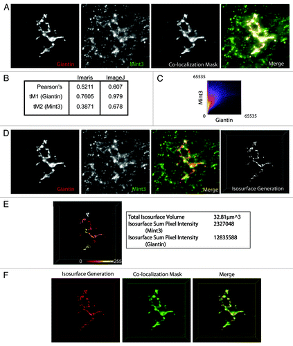 Figure 4. Comparison of 3D3I to other co-localization methods. HeLaM cells were fixed and labeled with antibodies against giantin and Mint3. (A) Images were collected using widefield imaging and a step size of 0.2 μm. Stacks were deconvolved using Huygens deconvolution software (left two panels) and Imaris was used to generate the co-localization mask of the two channels (third panel), as described under Materials and Methods. A merge of the two channels and the colocalization mask are shown (fourth panel). Maximum intensity projections are shown. (B) Pearson’s and thresholded Mander’s (tM) coefficients were calculated using Imaris and ImageJ, as described under Materials and Methods. (C) Imaris was used to generate a scatter plot of pixel intensities using the merged giantin and Mint3 channels shown in (A). (D) The same deconvolved images shown in (A) (left two panels) were opened in Imaris and merged (third panel). The giantin channel (red) was used to create the isosurface (right panel). (E) The isosurface generated in panel (D) is color-coded as a heat map of Mint3 intensities contained within each object in the isosurface. Representative values describing the isosurface are shown in the panel to the right of the color-coded isosurface. Note the variations in Mint3 intensity within the giantin isosurface, based on the color-coding shown. (F) The co-localization mask shown in (A) was falsely-colored green, and the isosurface generated in (D) was falsely-colored red. The two are displayed simultaneously in the merged image. The isosurface is a more tightly defined volume as the two representations overlap, but the co-localization mask highlights regions not identified by the isosurface.