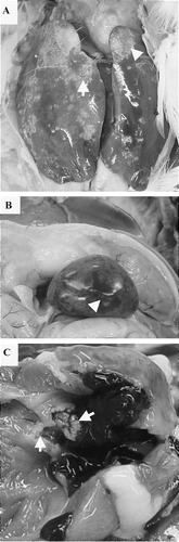 Figure 2. Gross postmortem lesions following S. gallinaceus jugular intravenous infection. 2a: hepatomegaly. 2b: splenomegaly with multiple, randomly distributed, irregular, well-demarcated areas of necrosis surrounded by a haemorrhagic zone (arrow). 2c: yellow–white vegetative valvular endocarditis (arrow).