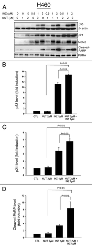 Figure 2. Inauhzin and Nutlin-3 significantly enhance the expression level and activity of p53 in H460 cells in a dose-dependent manner. H460 Cells were treated with Inauhzin or Nutlin-3 at the indicated concentrations for 18 h and harvested for WB analysis. 50 μg protein was loaded in each lane, and an anti-β-actin antibody was used as an loading control. Densitometric analysis of immunoreactive bands of p53, p21 and cleaved-PARP was expressed as fold change relative to the control group.