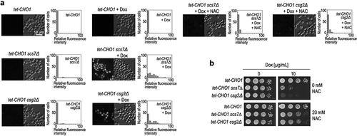 Figure 2. Increases in ROS levels in CHO1-repressed scs7∆ or csg2∆ cells