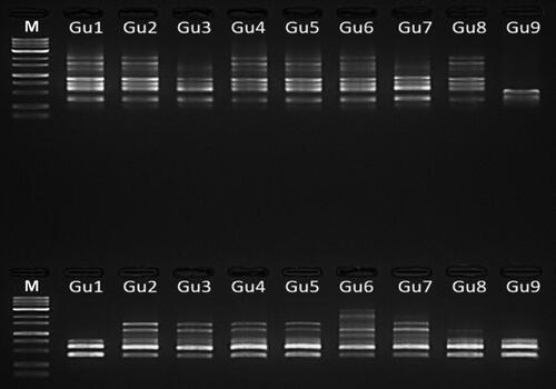Figure 3. ISSR-PCR amplification in 1.5% Agarose gel. Lane M represents 1 Kb plus DNA marker and lanes G1-G9 shows P. guajava DNA samples amplified with primer UBC 835 (up) and UBC 840 (down).