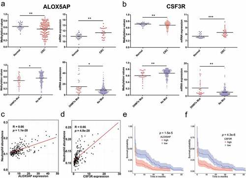 Figure 7. ALOX5AP and CSF3R were associated with oncogenesis and prognosis of CRC. (a) ALOX5AP had decreased promoter DNA methylation (N = 125 tumors and N = 29 normal tissues;unpaired t-test, P < 0.05, *; P < 0.01, **; P < 0.001, ***) and elevated expression (N = 26 tumors and N = 26 normal tissues;unpaired t-test) in CRC. When compared in DNMTs groups, ALOX5AP showed significantly downregulated methylation and upregulated expression in samples with DNMT mutation (N = 28 mutations and N = 186 non-mutations;unpaired t-test). (b) CSF3R showed decreased promoter DNA methylation and elevated expression in CRC. When compared in DNMTs groups, CSF3R had significantly downregulated methylation patterns and upregulated expressions in samples with DNMTs mutation. (c) Pearson correlations of ALOX5AP expression with the abundance of infiltrating neutrophils. (d) Pearson correlations of CSF3R expression with the abundance of infiltrating neutrophils. (e) Kaplan-Meier survival plot of two tumour groups classified by the mRNA expression of ALOX5AP. F. Kaplan-Meier survival plot of two tumour groups classified by the mRNA expression of CSF3R.