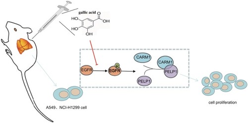 Figure 6 A mechanism map depicting the role of gallic acid in the progression of NSCLC via EGFR-CARM1-PELP1 axis. Gallic acid disrupts the activation of EGFR to inhibit the binding of CARM1 to PELP1, whereby inhibiting the carcinogenic activity of PELP1 and repressing the development of NSCLC.