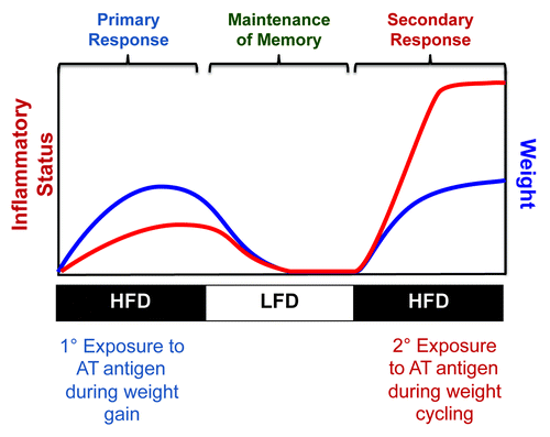 Figure 1. Model of potential secondary immune response in adipose tissue induced by weight cycling.