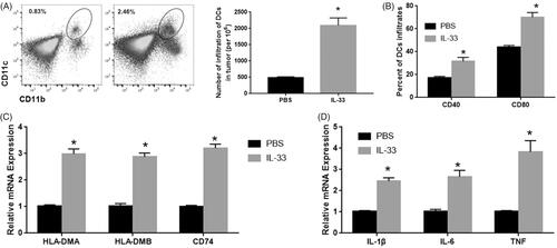 Figure 2. IL33 affects the infiltration, maturation and function of DCs. (A) The number of DCs was detected by flow cytometry. (B) CD40 and CD80 in these DC infiltrates. (C) The mRNA expression of antigen presentation genes (HLA-DMA, HLA-DMB and CD74). (D) The mRNA expression of cytokines (IL-1β, IL-6 and TNF). *p < .01 vs PBS group.