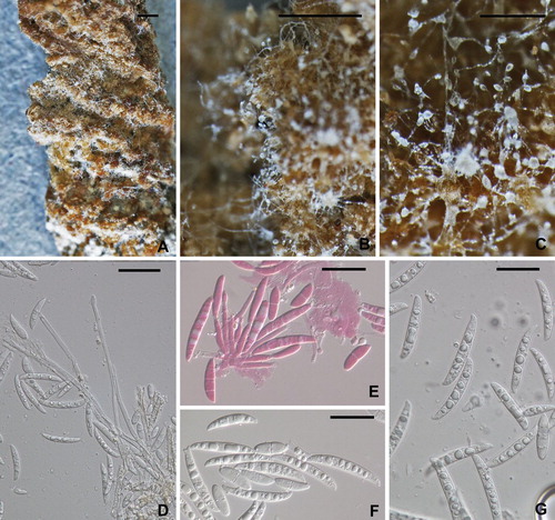 Fig. 4 Fusarium solani from potato collected in the field. A–C. Macroscopic view of mycelium, conidiophores and conidia. Note the long conidiophores and slimy heads of conidia in B and C. D–G. Conidiophores and conidia. E stained in 1% (aq.) phloxine. All from NRRL 66304. Scale bars: A = 1 mm, B = 0.5 mm, C = 100 μm, D–G = 20 μm.