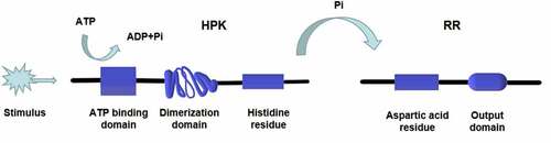 Figure 2. One-step phosphorylation of His-Asp in prokaryotes. A HPK is autophosphorylated on a histidine residue and the signal is subsequently transferred to a RR on an aspartate residue. The phosphorylated RR acts as a transcription factor regulating gene expression or a protein activity regulator. The transfer of phosphate acid from HPK to RR takes only one step (His-Asp)