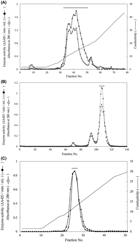 Fig. 5. Purification of yam chitinase from recombinant P. pastoris X-33.Notes: Panels: (A) The first DEAE-Toyopearl 650(M) chromatography of Endo H-treated crude chitinase; (B) Sephacryl S-100 gel filtration of the selected active fraction obtained by the second round of DEAE-Toyopearl 650(M) chromatography following Fractogel EMD DEAE 650(M); (C) the third round of DEAE-Toyopearl 650(M) chromatography of the selected active fraction obtained by Sephacryl S-100 gel filtration. Active fractions indicated by the horizontal bar were used in the following experiment.
