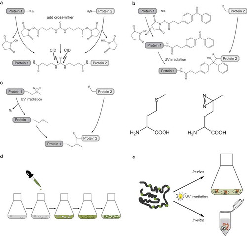 Figure 3. Reagents and strategies for protein-protein cross-linking.(a.) Homobifunctional, MS-cleavable BuUrBu-linker containing two amine-reactive N-hydroxysuccinimid (NHS) esters. The linker reacts with primary amine groups in Lys residues creating an amide bond. Under CID conditions the central urea moiety is cleaved generating a characteristic fragment ion signature.(b.) Heterobifunctional, amine/photo-reactive cross-linker N-succinimidyl-p-benzoyldihydrocinnamate (SBC). Cross-linking reactions with SBC are typically conducted in a two-step fashion. First, the amine-reactive site of SBC (NHS ester) is allowed to react with protein 1 and non-reacted reagent can be quenched and removed. Second, SBC-labeled protein one is incubated with protein 2 and activation of the photo-reactive site of SBC (benzophenone moiety) by UV irradiation leads to the formation of covalent bonds via a diradicalic mechanism.(c.) Photo-Met contains a diazirine that is activated by UV irradiation. Consequently, a carbene is created that forms a covalent bond with N-H and C-H groups of an amino acid in spatial proximity. Note the structural similarity of Met (left) and photo-Met (right), the latter containing a diazirine group instead of the sulfur atom.(d.) Incorporation strategy of photo-Met into proteins in E. coli cells. Cells are grown in mineral salts medium before photo-Met is directly added to the medium. Photo-Met is incorporated into proteins during protein synthesis.(e.) In vivo and in vitro approach for protein interaction studies using photo-Met.