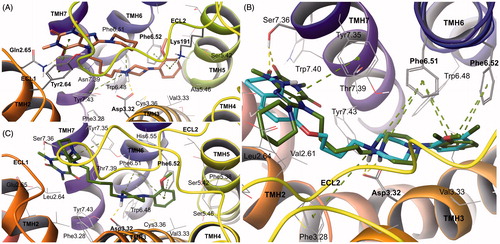 Figure 3. Binding modes of compound 34 in the site of 5-HT1A receptor (A) and D2 receptor (C). Proposed bioactive conformations and important interactions of compound 34 (green) and aripiprazole (cyan) in the binding site of D2 receptor (B). Amino acid residues engaged in ligand binding (within 4 A from the ligand atoms) are displayed as sticks, whereas those forming important H-bonds (dotted yellow lines) or π–π stacking/π-cation interactions (dotted green lines) are represented as thick sticks. For the sake of clarity, ECL2 residues were hidden. TMH, transmembrane helix; ECL, extracellular loop.