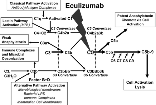 Figure 5 The complement cascade and the C5 blockade by eculizumab. Eculizumab blocks the cleavage of C5 to C5a and C5b; all earlier steps of the complement cascade are preserved, including C3 cleavage.