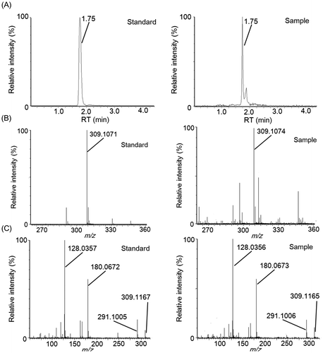 Fig. 6. Identification of γ-glutamyl-tyrosine by LC–MS/MS analysis.