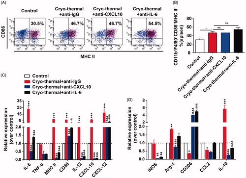 Figure 3. CXCL10 and IL-6 induced by cryo-thermal therapy modulated M1 macrophages polarization. (A and B) On day 14 after the treatment, the splenocytes were harvested from the mice in cryo-thermal + anti-IgG, cryo-thermal + anti-CXCL10, cryo-thermal + anti-IL-6 and the control groups, then the percentage of CD11b+F4/80+CD86+MHC II+ macrophage was analyzed by flow cytometry. All data were shown as mean ± SD. *p < .05. Data for bar graphs were calculated using one-way ANOVA. (C) The mRNA expression level of proinflammatory cytokines in splenic CD68+ macrophages was measured by real-time PCR. (D) The mRNA expression level of immunosuppressive molecules in splenic CD68+ macrophages was measured by real-time PCR. Data were shown as mean ± SD. Data for bar graphs were calculated using two-way ANOVA. Each value of *p < .05 or **p < .01 or ***p < .001 was considered to be statistically significant compared with the control group, &p < .05, &p < .01 and &&&p < .001 was considered to be statistically significant compared with cryo-thermal + anti-IgG group.