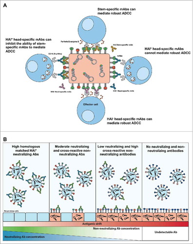 Figure 1. Possible mechanisms of influenza-specific ADCC. (A) Differential ability of HA-specific mAbs to mediate ADCC. Mabs targeting regions of influenza virus HA (stem or head region) have the ability to mediate ADCC (HAI− head-specific mAbs or stem-specific mAbs), cannot mediate ADCC (HAI+ head-specific mAbs) or inhibit ADCC (HAI + head-specific with stem-specific mAbs). (B) Potential role of neutralizing and non-neutralizing (including ADCC-Abs) antibodies against seasonal influenza viruses that antigenically drift through influenza seasons. High concentractions of neutralizing antibodies against seasonal influenza virus entry before infection is established, such as following "matched" seasonal influenza vaccination or homologous influenza control of virus infection. Moderate neutralization and cross-reactive non-nuetralizing antibodies may lead to some infection but provide rapid control of virus infection and clearance, as maybe the case following vaccine miss-match or heterologous influenza infection. Low neutralizing and high cross-reactive non-neutralizing antibodies may not prevent influenza virus infection but reduce the severity of influenza infection.