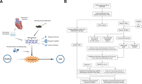 Figure 1 The overall protocol of this study. The illustrative (A) and detailed (B) protocol of this study, drawn by Figdraw.