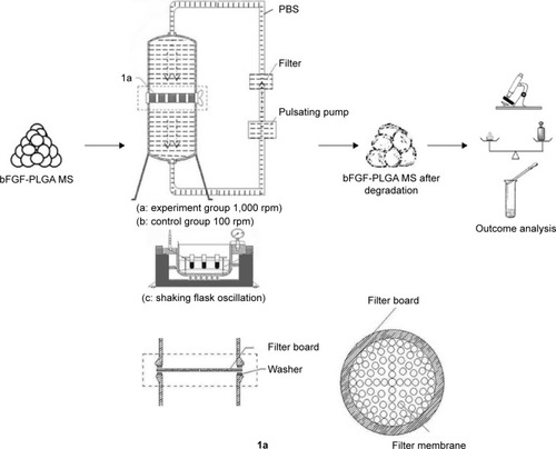 Figure 3 The shearing force load experiment equipment and experimental process of bFGF-PLGA MS degradation and drug release.