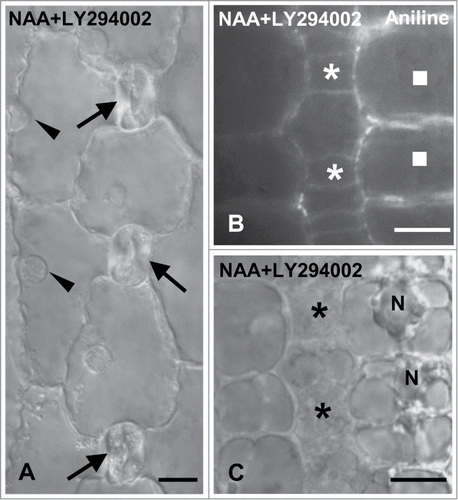 Figure 10. Protodermal areas of seedlings incubated with NAA plus LY294002. (A) DIC optical view of a stomatal row. The young stomata (arrows) lack subsidiary cells. The arrowheads indicate the nucleus of each SMC that is located far from the respective stoma. (B and C) Treated SMCs (squares) after aniline blue staining (B) and in DIC optics (C). The nucleus (N) resides far from the adjacent GMCs (asterisks). Treatments: NAA 100 μM + LY294002 50 μM, 48 h. Scale bars: 10 μm.