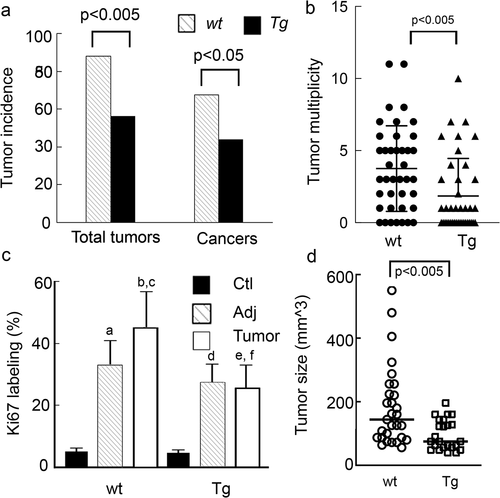 Figure 5. AOM-DSS treated Tg mice have significantly lower tumour incidence and tumour burden and reduced colonocyte proliferation and tumour size. Tg mice and CD1 littermate controls were treated with AOM weekly for 2 wks followed by 3 cycles of DSS as described in the Methods. (a). Tumour and cancer incidence. (b) Tumour multiplicity. Kruskal Walis statistics. (c) Ki67 staining a, b p < 0.0001 compared to WT-ctl; cp<0.001 compared WT -adj, dp<0.0001 Tg-ctl vs. Tg-adj ep<0.0001 Tg-ctl vs Tg-Tumour, fp<0.0001 Tg Tumour vs WT Tumour. (d) Tumour size