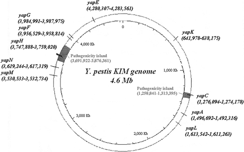 Supplementary Figure 1.  Loci of the 10 AT genes in the genome of Y. pestis KIM. The loci of two pathogenicity islands are also shown, which contain yapC and yapH. The KIM genomic map was constructed based on the information from the restriction map (Zhou et al. [Citation2002]) and genome sequencing of Y. pestis KIM (Deng et al. [Citation2002]).