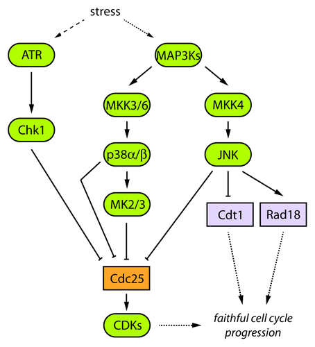 Figure 1. A proposed model of signaling circuitry integrating stress-response and cell cycle checkpoint pathways. Refer to text and references for details.