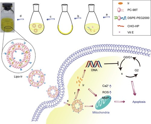 Scheme 1 Schematic design of Lipo-Ir: (a) mixture and dissolution of material; (b) evaporation of solvent under vacuum to form a lipid film; (c) hydration with PBS and self-assembly; (d) ultrasonic to reduce the diameter; (e) internalization; and (f) Ir release from Lipo-Ir to target mitochondria.Abbreviations: Ir, iridium; Lipo-Ir, Ir-loaded PEGylated liposomes; PBS, phosphate-buffered saline; PEG, polyethylene glycol; ROS, reactive oxygen species; Vit, vitamin; MMP, mitochondrial membrane potential.