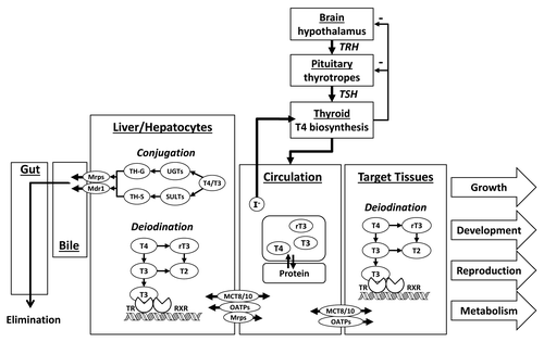 Figure 3. Overview of TH regulation and signaling in teleost fishes. TRH = thyrotropin releasing hormone; TSH = thyroid stimulating hormone; T4 = thyroxine; T3 = 3,3′,5-triiodothyronine; rT3 = 3,3′,5′-reverse T3; T2 = 3,3′-diiodothyronine; UGT = uridine diphosphate glucuronosyl transferase; SULT = sulfotransferase; TH-G = glucuronidated thyroid hormone; TH-S = sulfated thyroid hormone; Mrp = multidrug resistance associated protein; Mdr1 = multidrug resistance protein 1 or P-glycoproteins; MCT = monocarboxylate transporter; OATP = organic anion transport polypeptide; TR = thyroid hormone receptor; RXR = retinoic x receptor.